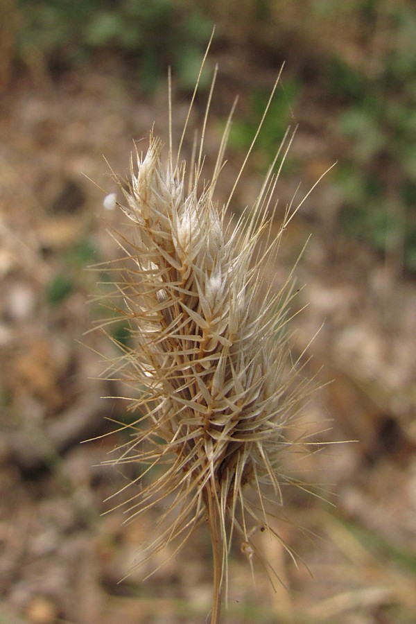 Изображение особи Cynosurus echinatus.