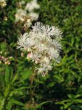 Thalictrum contortum