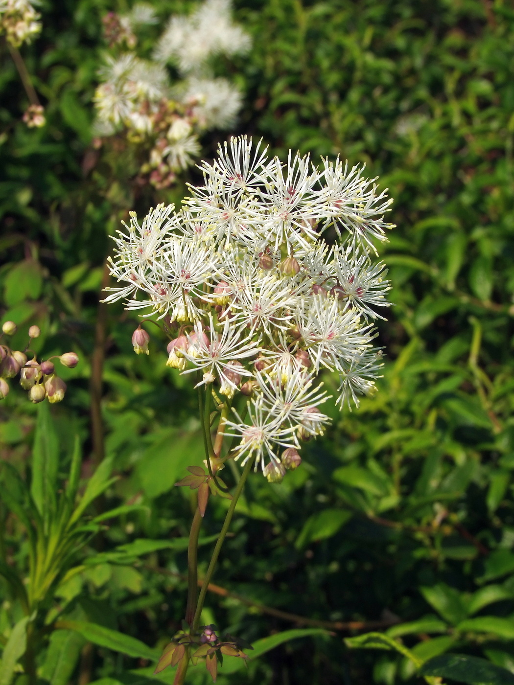 Изображение особи Thalictrum contortum.