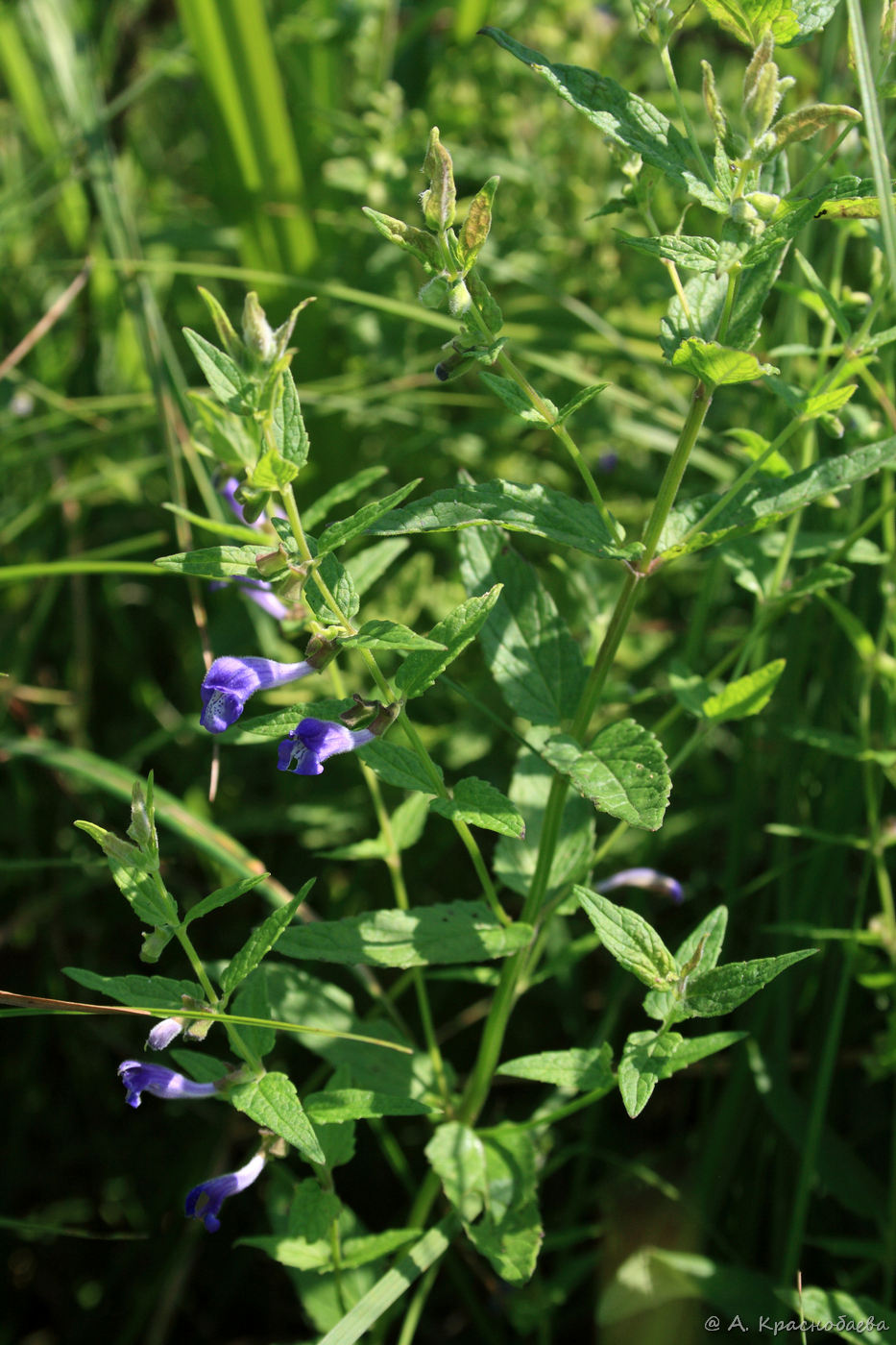 Изображение особи Scutellaria galericulata.