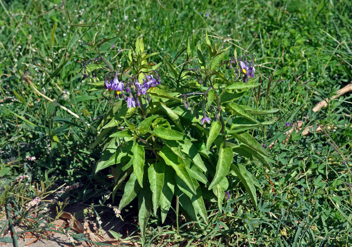 Изображение особи Solanum dulcamara.