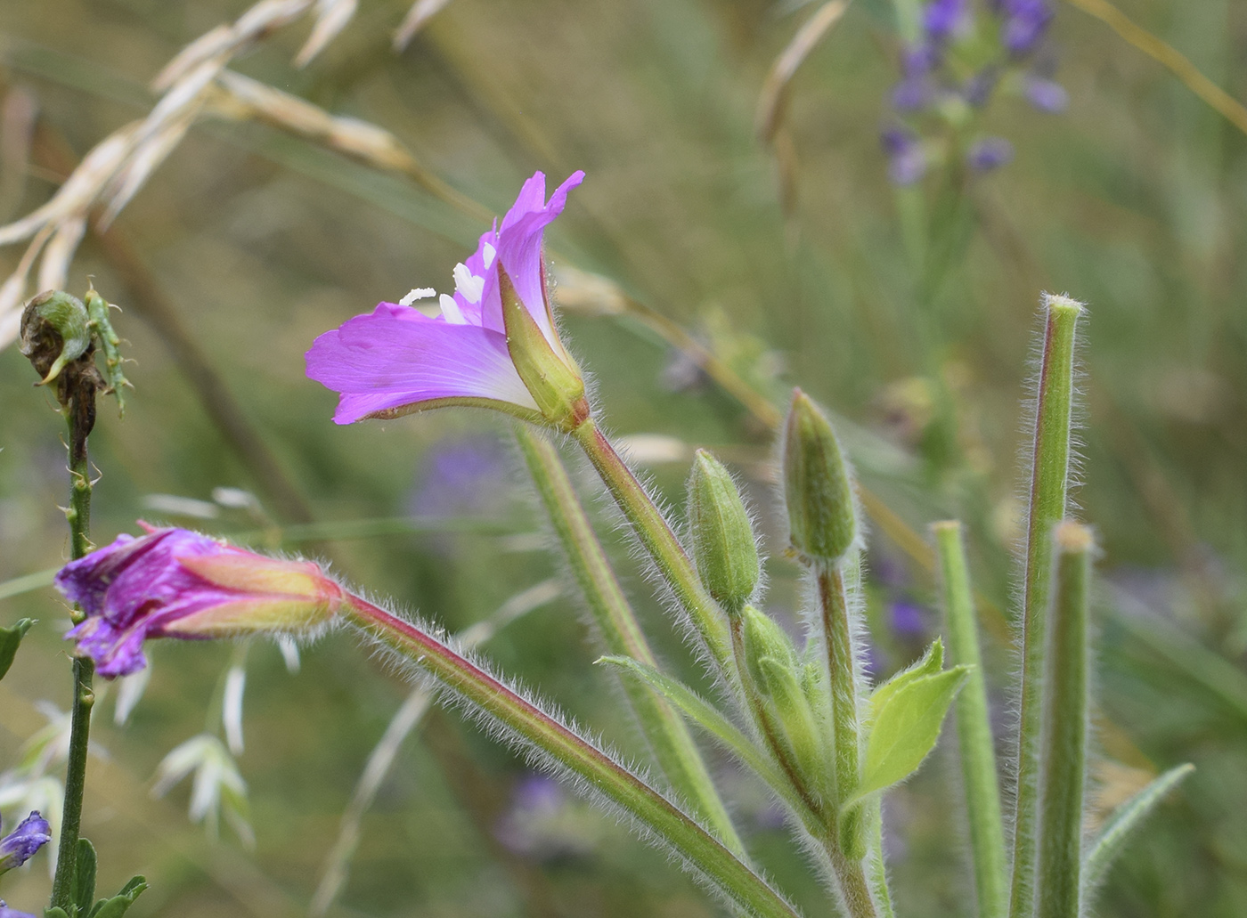 Image of Epilobium hirsutum specimen.