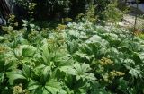 Rodgersia podophylla