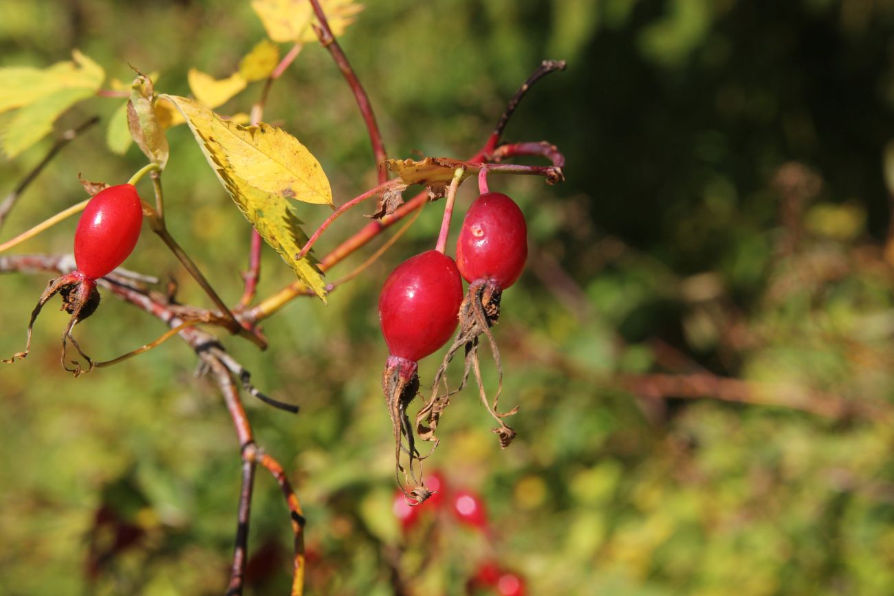 Image of Rosa cinnamomea specimen.