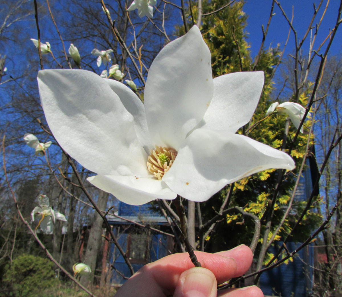 Изображение особи Magnolia salicifolia.