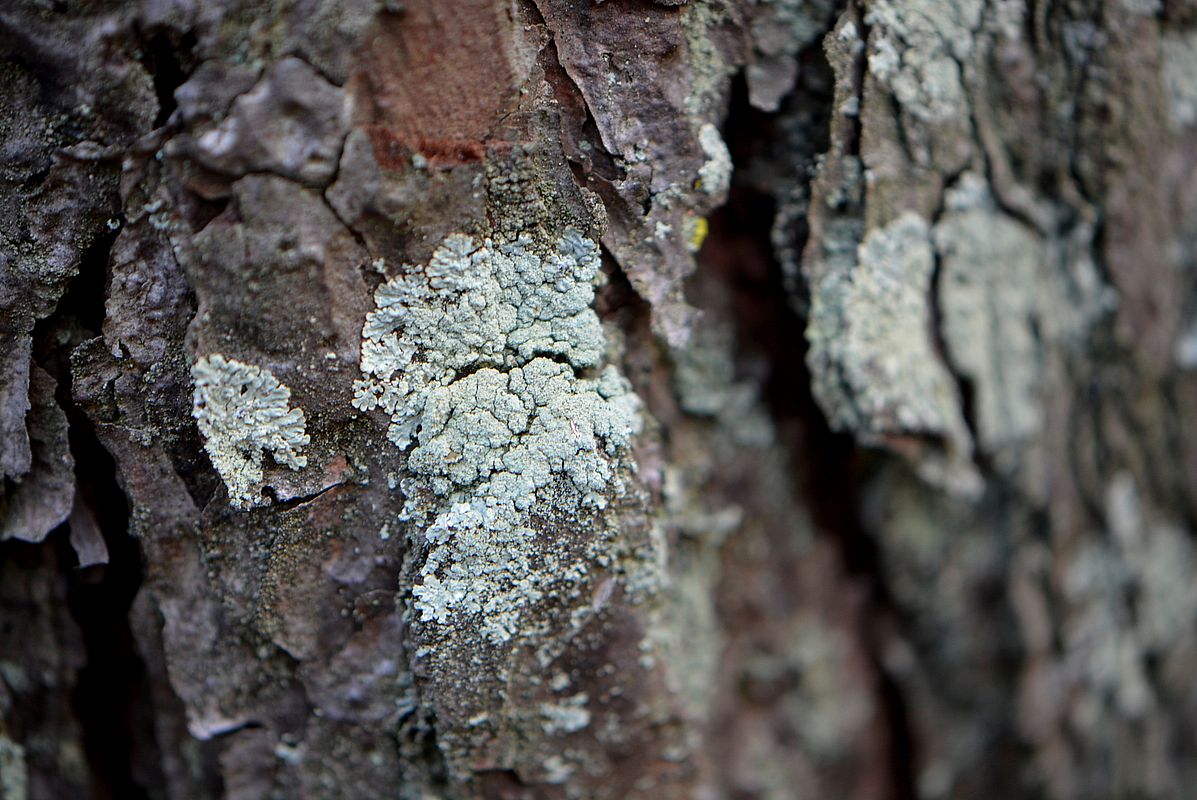 Image of genus Parmeliopsis specimen.