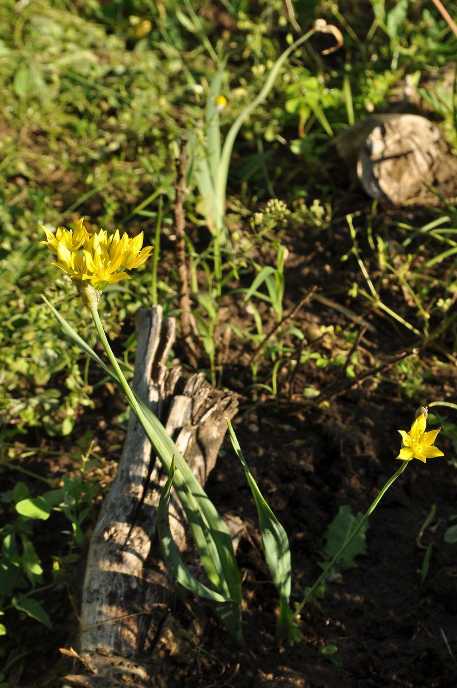 Image of Allium moly specimen.