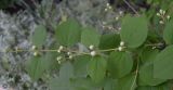Philadelphus coronarius