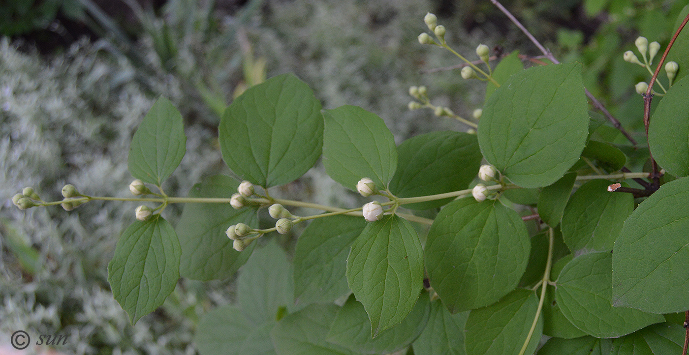 Изображение особи Philadelphus coronarius.