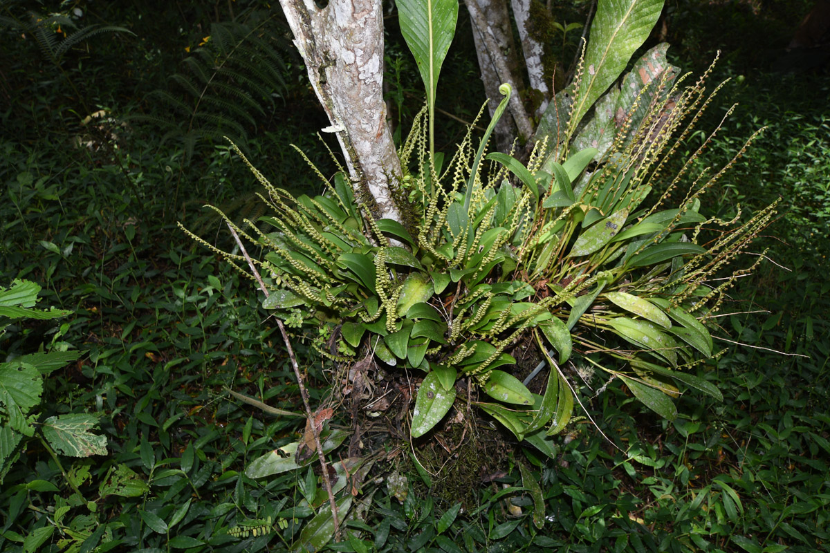 Image of genus Stelis specimen.