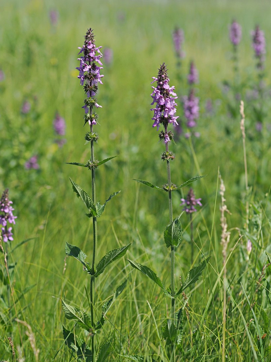 Изображение особи Stachys palustris.