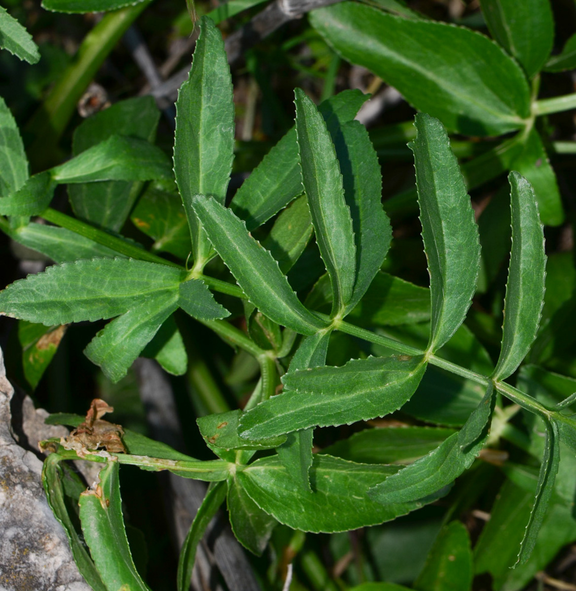 Изображение особи Smyrnium olusatrum.