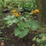 Ligularia dentata