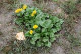 Caltha palustris