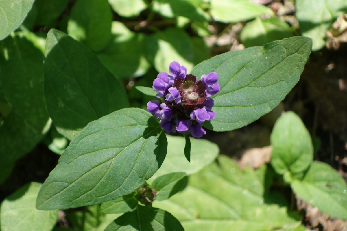 Image of Prunella vulgaris specimen.