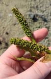 Potamogeton lucens