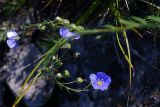 genus Linum