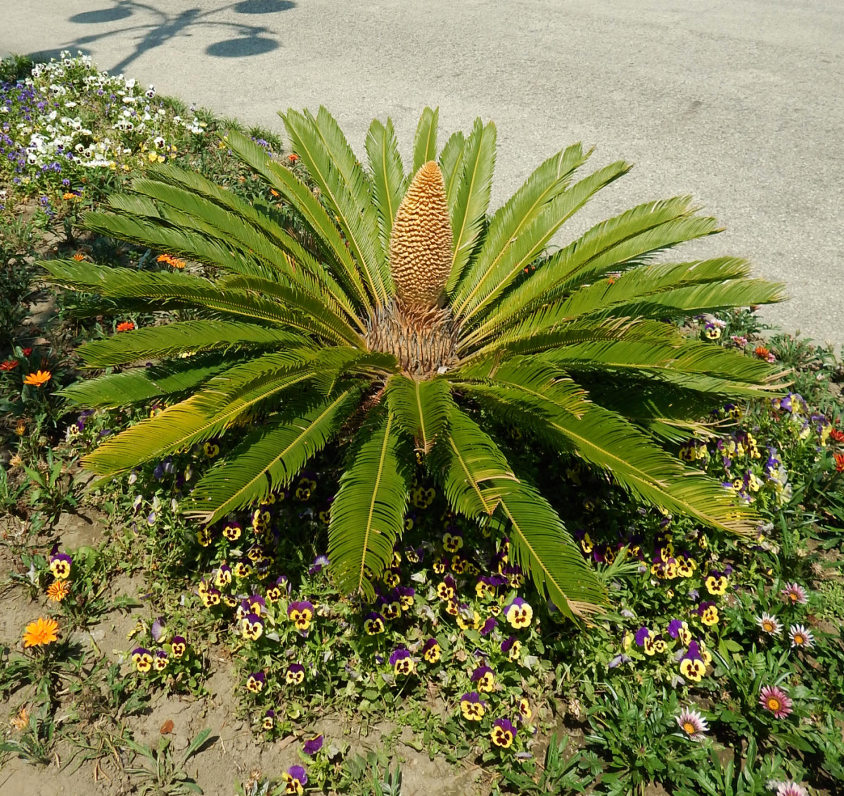 Image of Cycas revoluta specimen.