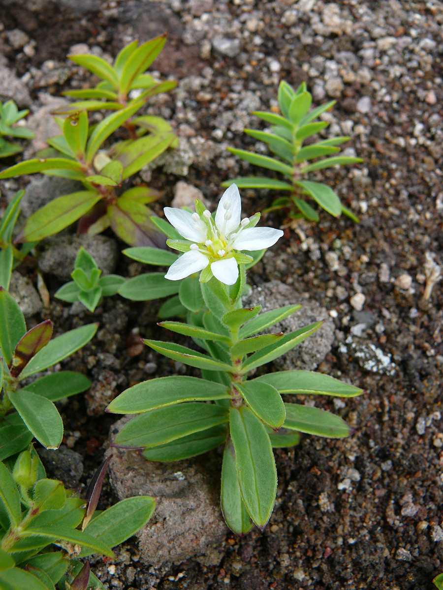 Изображение особи Arenaria merckioides.