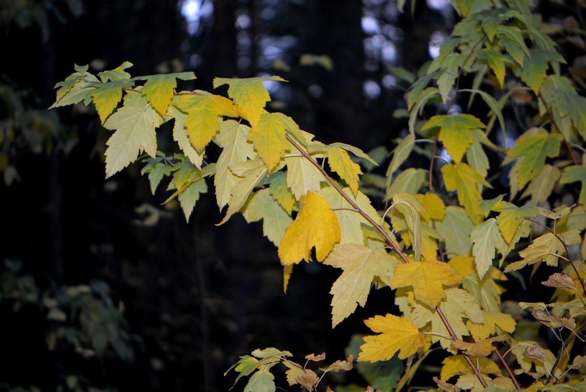 Image of Physocarpus opulifolius specimen.