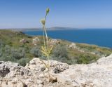 Papaver hybridum. Плодоносящее растение. Крым, Керченский п-ов, Ленинский р-н, окр с. Осовины, мыс Газан, известняково-песчаниковый останец. 28.05.2021.