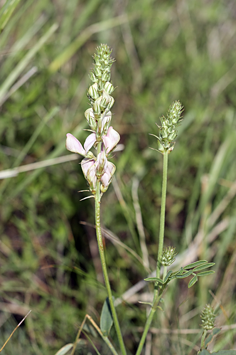 Image of Hedysarum taschkendicum specimen.