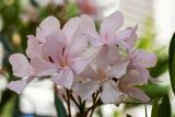 Nerium oleander