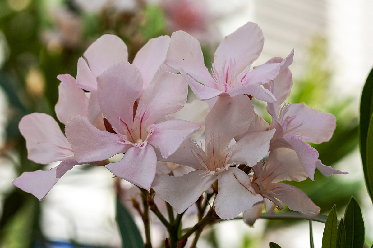 Изображение особи Nerium oleander.