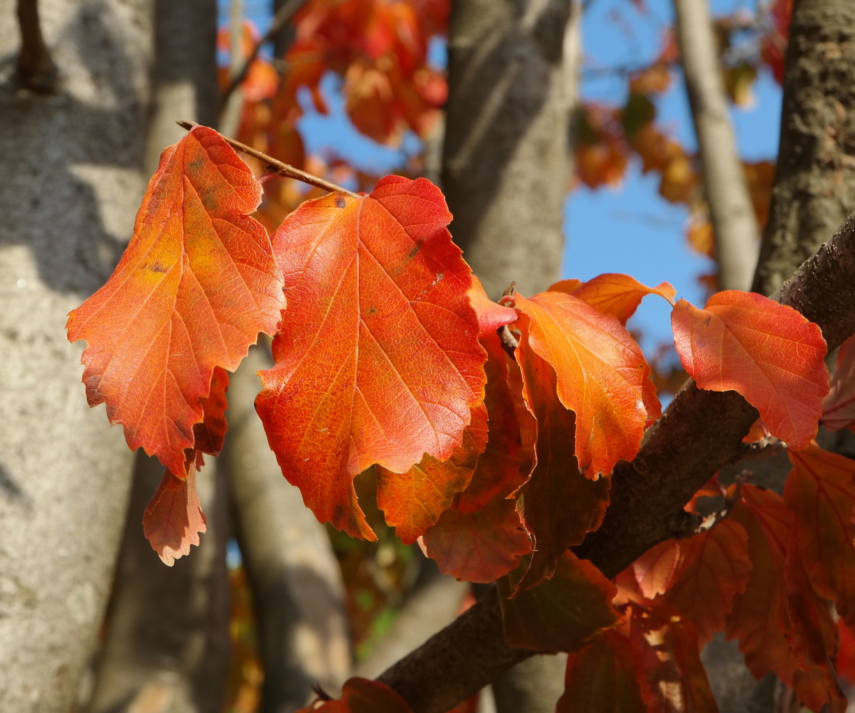 Изображение особи Parrotia persica.