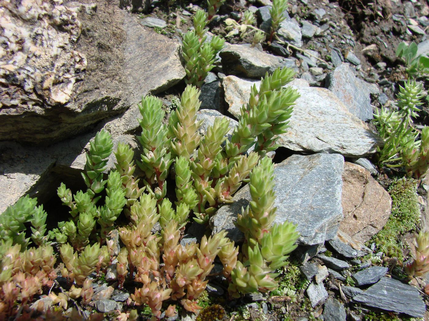 Image of Macrosepalum tetramerum specimen.