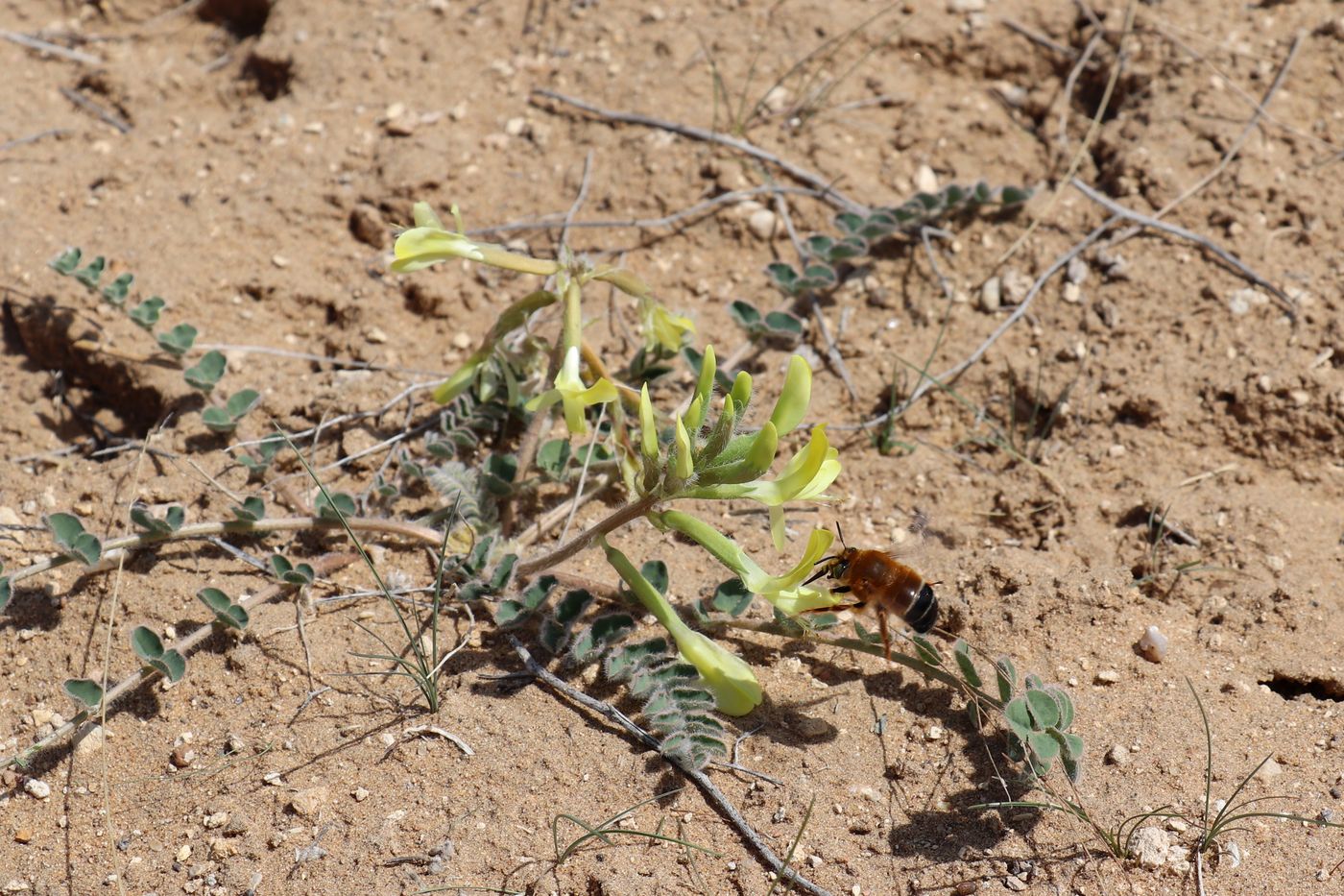 Image of Astragalus flexus specimen.