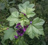 Malva mauritiana