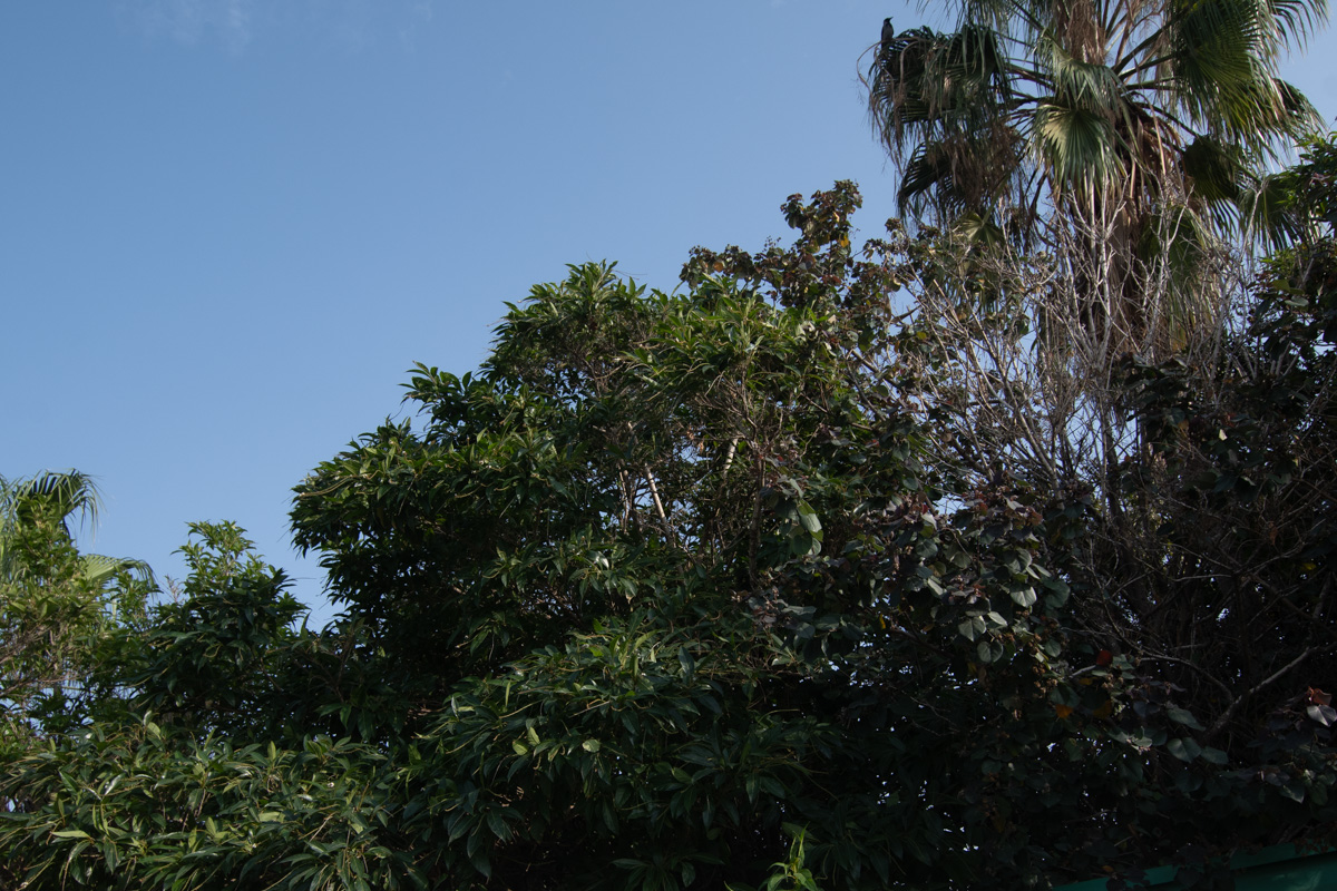 Image of Citharexylum spinosum specimen.