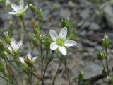 Minuartia oreina