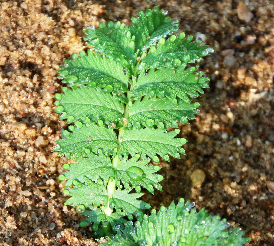 Image of Potentilla anserina specimen.