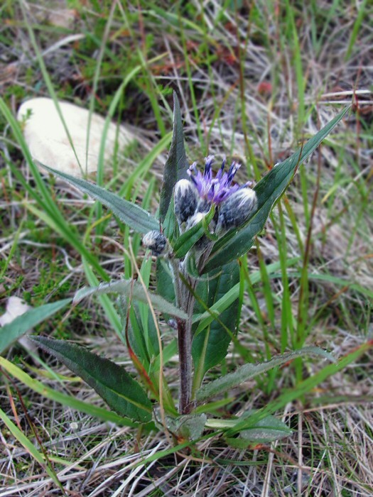 Изображение особи Saussurea alpina.