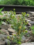 Matricaria discoidea