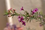 Chamelaucium uncinatum. Верхушка веточки с цветками и бутонами. Израиль, г. Бат-Ям, в культуре. 17.03.2022.