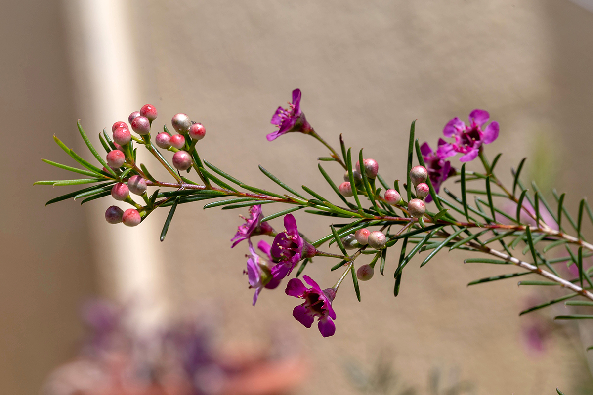 Изображение особи Chamelaucium uncinatum.