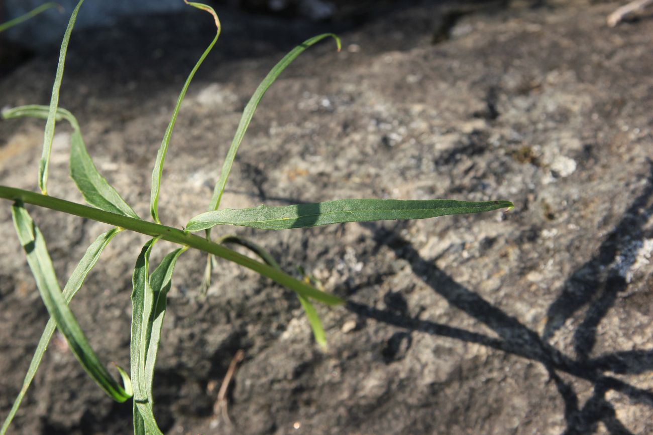 Изображение особи род Hieracium.