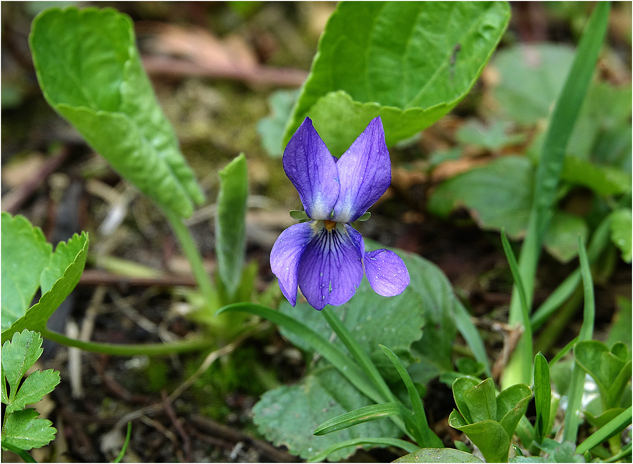 Image of Viola odorata specimen.