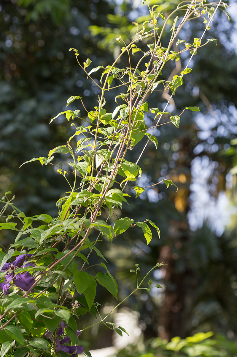 Изображение особи Clematis &times; jackmanii.