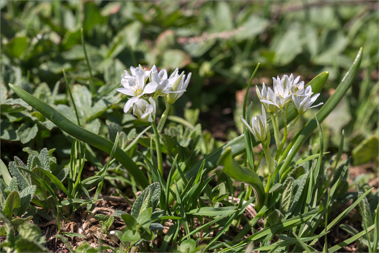 Изображение особи Ornithogalum balansae.