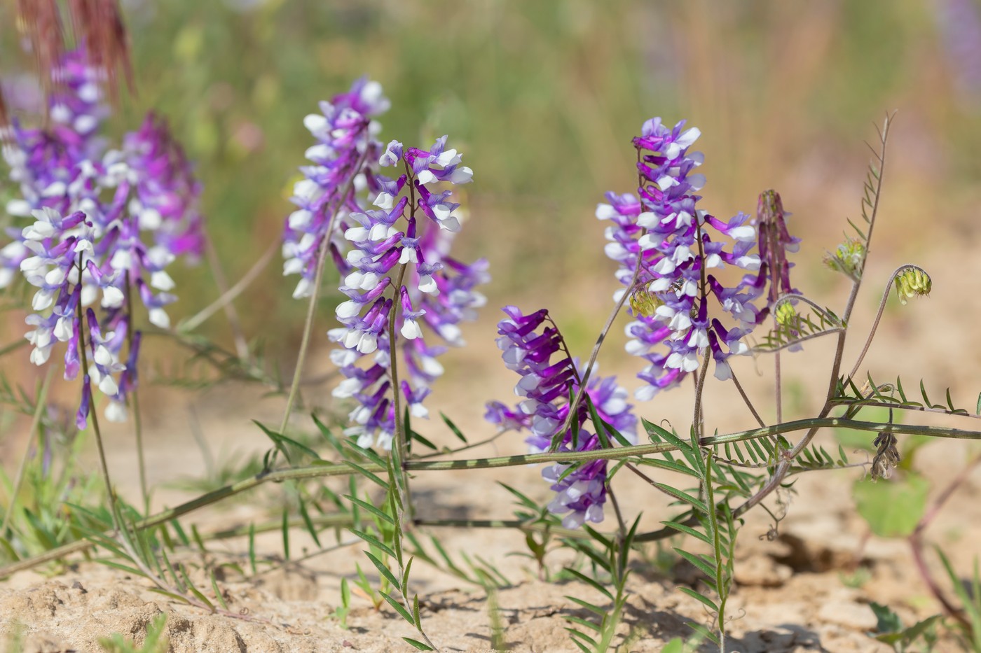 Image of Vicia villosa specimen.