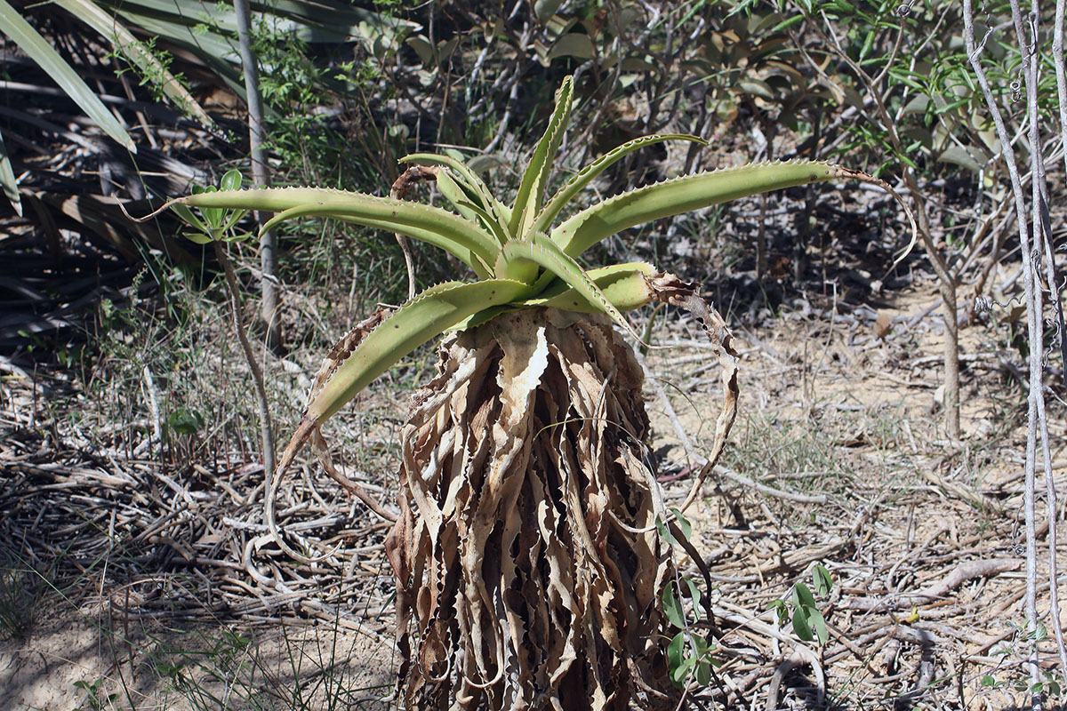 Image of Aloe vaombe specimen.
