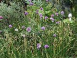 Allium schoenoprasum. Цветущие растения на заболоченной тундровой луговине. Мурманская обл., окр. пос. Дальние Зеленцы к востоку от губы Дальнезеленецкой. 04.08.2010.