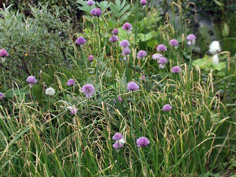 Image of Allium schoenoprasum specimen.