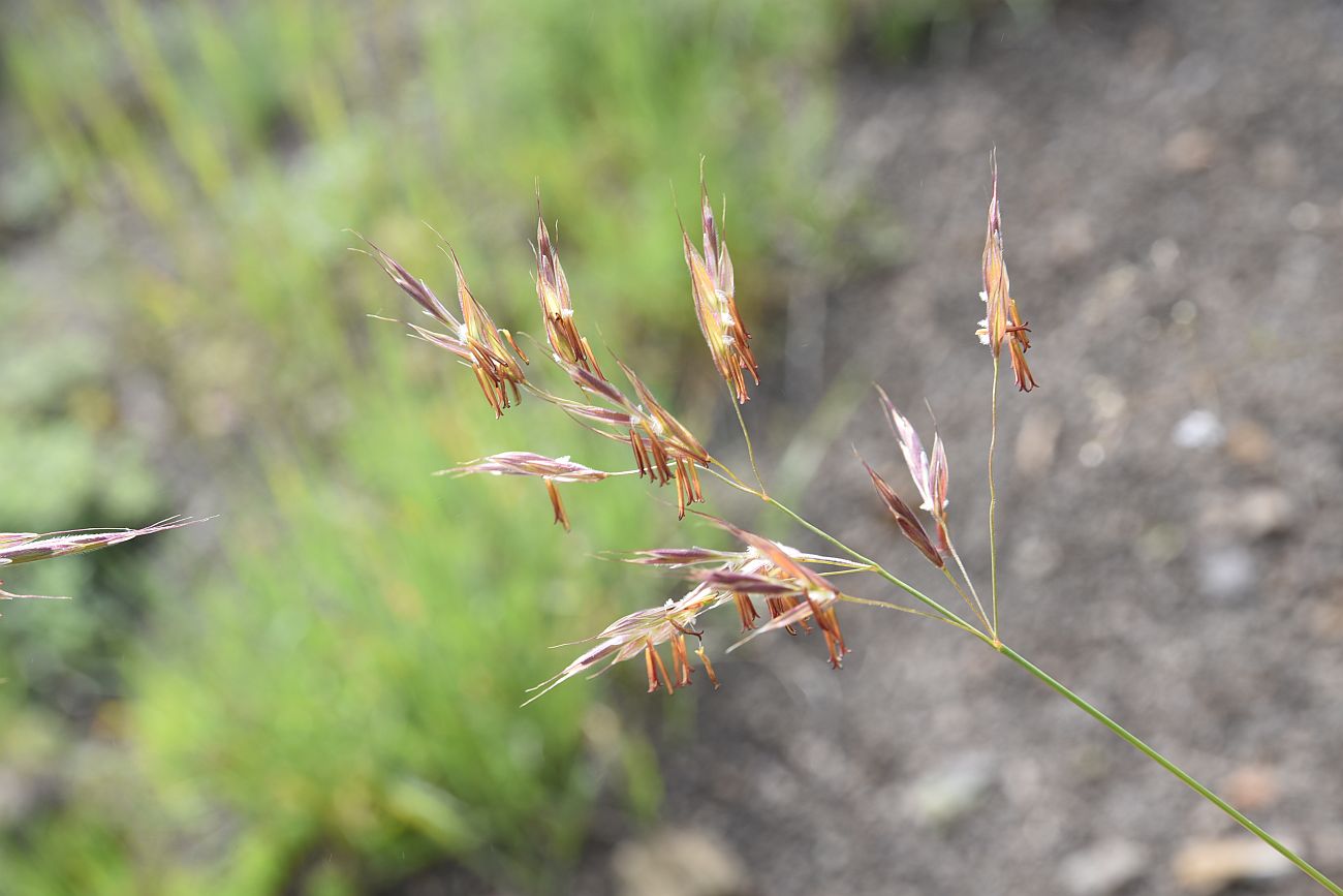 Изображение особи семейство Poaceae.