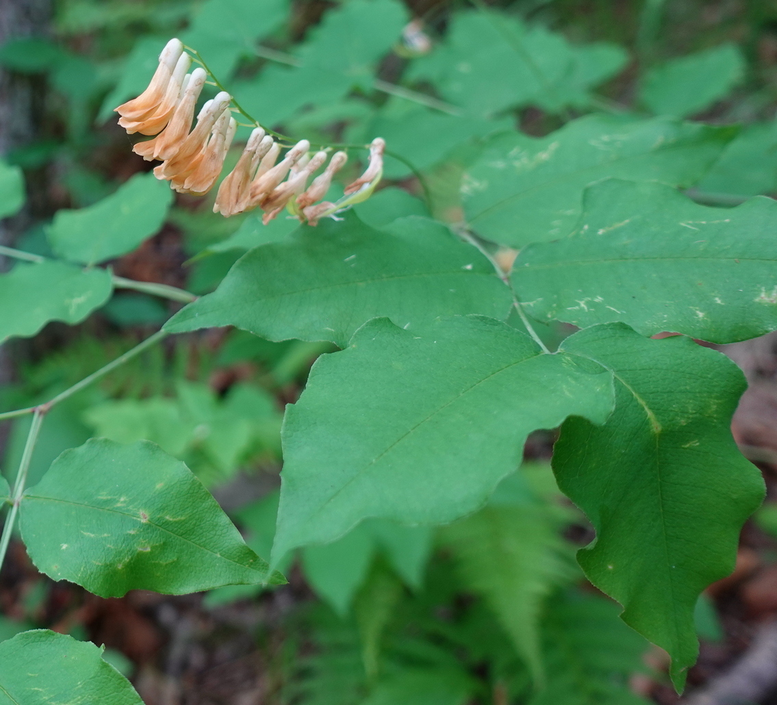 Изображение особи Vicia subrotunda.