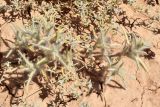 Halimocnemis mollissima